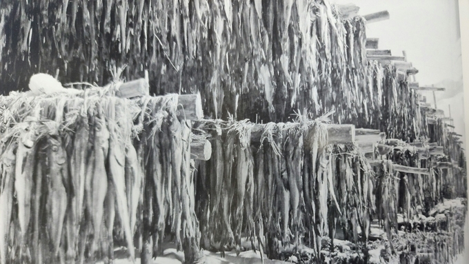 (대한뉴스 그때그시절)대관령 용대리 황태덕장 1965년 2월 20일