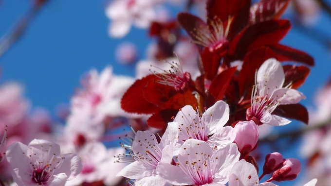 최초 벚꽃 축제는 이순신 장군을 기리기 위해서