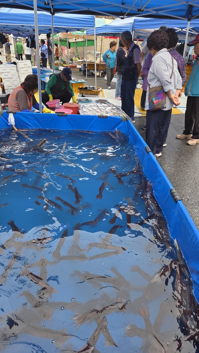 산오징어가 한 마리에 2천원!