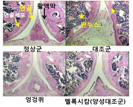 엉겅퀴 추출물의 연골 보호 효과.jpg