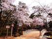하나투어, 개화시기별 일본 벚꽃여행지 추천