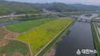 대구시, 8일 금호강 하중도 유채꽃·보리 단지 개방