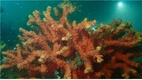 다도해해상국립공원에서 멸종위기종 유착나무돌산호 발견