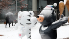 첫눈 맞는 평창올림픽 마스코트 수호랑과 반다비