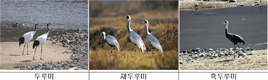 두루미 세계 최대 월동지역 철원에서 국제 심포지엄 열려