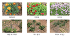 함께 심으면 좋은 ‘동반식물’ 궁합