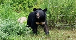 교통사고 극복한 반달가슴곰 KM53, 수도산 품으로