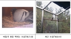 멸종위기종 텃새 양비둘기 2마리 번식 성공