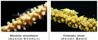제주 바닷속에서 무척추동물 신종‧미기록종 6종 발견