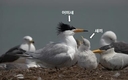 전세계 100마리 미만 뿔제비갈매기 3년째 국내 번식, 국제사회와 보호 협력 추진