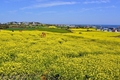 봄을 여는 제주 유채꽃