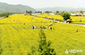 노란 유채꽃 향연, 창녕낙동강유채축제 11일 개막