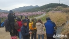 영천 복사꽃의 유혹, 눈길 닿는 곳마다 탄성
