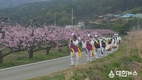영천 복사꽃의 유혹, 눈길 닿는 곳마다 탄성