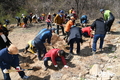 영주시, 소백산 철쭉 복원…초암사 입구에 4년생 철쭉 4000그루 식재