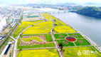 창녕 낙동강유채축제 대한민국 대표축제로의 변곡점 찍다