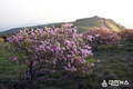 “꽃길만 걷게 해줄게” 영주 소백산 철쭉제