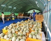 구미특화농산물, 色다른 ‘캔탈로프 멜론’ 본격 출하