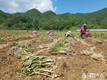 단양군,황토마늘,3년 연속 국가대표 브랜드 대상을 받아