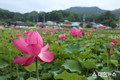 옥천군, 휴가철의 시작을 알리며 만개한 연꽃 보러 옥천에 오세요