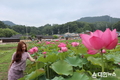 옥천군, 휴가철의 시작을 알리며 만개한 연꽃 보러 옥천에 오세요