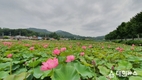옥천군, 휴가철의 시작을 알리며 만개한 연꽃 보러 옥천에 오세요