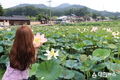 옥천군, 휴가철의 시작을 알리며 만개한 연꽃 보러 옥천에 오세요