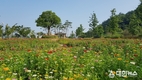 목포 삼학도에 백일홍 만개, 대한민국 썸 페스티벌 수놓는다