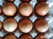 영천시, ‘달걀 산란일자 표시 제도’ 23일부터 본격 시행