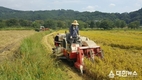 옥천군, 땀의 결실 옥천 안내면서 첫 벼베기
