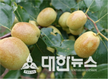 충북도 대추과원 후기 관리 철저히 해야 품질 좋은 생산 가능해