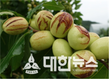 충북도 대추과원 후기 관리 철저히 해야 품질 좋은 생산 가능해