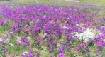 김천시 부항댐, 보랏빛 들국화 만개