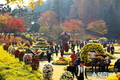 2019 제12회 청남대 국화축제 개막