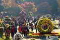 2019 제12회 청남대 국화축제 개막