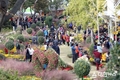 '월출산 국화축제’ 주말동안 15만명 관람객 물결