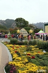 '월출산 국화축제’ 주말동안 15만명 관람객 물결