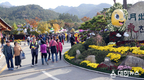 월출산 국화축제, 가성비 최고 입소문 퍼져 극찬