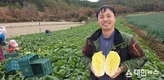 진도군에서 ‘암·피부 노화 예방’ 베타 쌈배추 본격 출하