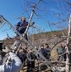 남원 과원 적기 정밀 전정으로 병해충 방제 시작