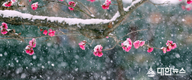 설중매(雪中梅)