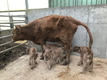 세상에 이런 일이 ‘복덩이 암소 네쌍둥이 출산’