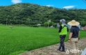 하동군, 벼 병해충 공동방제 실시