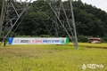 경북 영주서 8·15 광복쌀 올해 첫 벼베기… 모내기 한지 115일째 수확