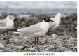 붉은부리갈매기, 사계절 이동경로 최초 확인