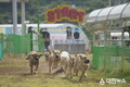 진도군,진도개 Dog스포츠 시작