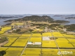 신안군, 제1회 ‘팔금 섬 유채꽃축제’ 개최