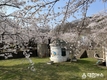 동해시,‘벚꽃의 향연’유천문화축제 내달 1일 개막