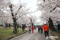 동해시,‘벚꽃의 향연’유천문화축제 내달 1일 개막