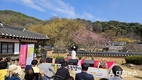 산수유꽃 활짝 핀 봉화 두동마을서 열린 산수유 신춘 시 낭송회 ‘성료’